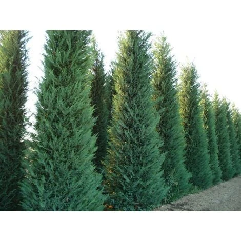 Cipresso Di Leyland "Cupressocyparis Leylandii" Pianta In Vaso 17 Cm H. 60/80 Cm 3 Cipresso Di Leyland "Cupressocyparis Leylandii" Pianta In Vaso 17 Cm H. 60/80 Cm