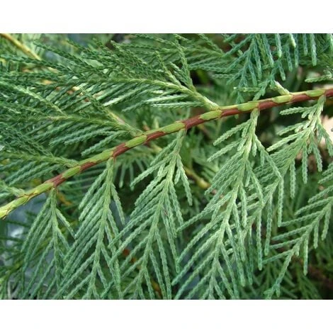 Cipresso Di Leyland "Cupressocyparis Leylandii" Pianta In Vaso 17 Cm H. 60/80 Cm 4 Cipresso Di Leyland "Cupressocyparis Leylandii" Pianta In Vaso 17 Cm H. 60/80 Cm - immagine 2