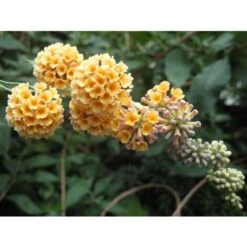 Buddleja Weyeriana Sungold "Albero Delle Farfalle" Pianta In Vaso 9 Cm -Negozio Piante artificiali economico 40557131 3