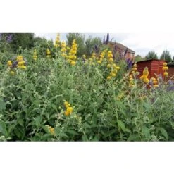 Buddleja Weyeriana Sungold "Albero Delle Farfalle" Pianta In Vaso 9 Cm -Negozio Piante artificiali economico 40557131 4