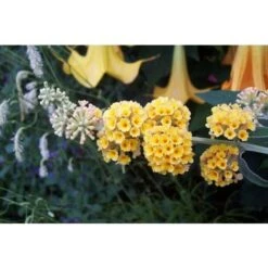 Buddleja Weyeriana Sungold "Albero Delle Farfalle" Pianta In Vaso 9 Cm -Negozio Piante artificiali economico 40557131 5