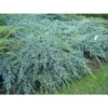 Ginepro Cinese "Juniperus Chinensis Blue Alps" Pianta Tappezzante In Vaso H. 40/60 Cm -Negozio Piante artificiali economico 40753347 1