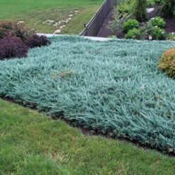 Ginepro Cinese "Juniperus Chinensis Blue Alps" Pianta Tappezzante In Vaso H. 40/60 Cm -Negozio Piante artificiali economico 40753347 2