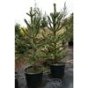 Pino Del Cile "Araucaria Araucana" Pino Del Parana' Pianta In Vaso 19 Cm H. 25/30 Cm -Negozio Piante artificiali economico 40907707 1