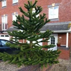 Pino Del Cile "Araucaria Araucana" Pino Del Parana' Pianta In Vaso 19 Cm H. 25/30 Cm -Negozio Piante artificiali economico 40907707 2
