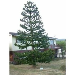 Pino Del Cile "Araucaria Araucana" Pino Del Parana' Pianta In Vaso 19 Cm H. 25/30 Cm -Negozio Piante artificiali economico 40907707 3