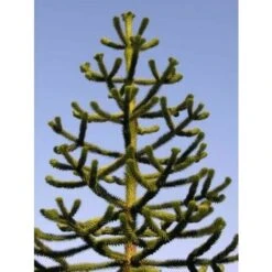 Pino Del Cile "Araucaria Araucana" Pino Del Parana' Pianta In Vaso 19 Cm H. 25/30 Cm -Negozio Piante artificiali economico 40907707 4