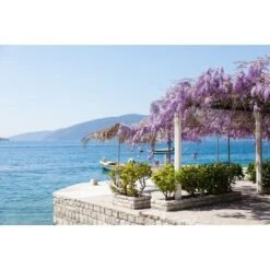 Glicine "Wisteria" Pianta Rampicante In Vaso 20 Cm H. 170/200 Cm Con Canna -Negozio Piante artificiali economico 41009823 5