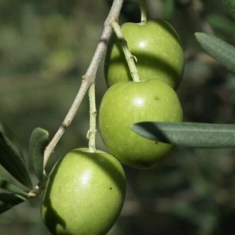 Pianta Albero Di OLIVO Da Tavola TONDA IBLEA Ulivo H 100/130CM FOTO REALE 2 Pianta Albero Di OLIVO Da Tavola TONDA IBLEA Ulivo H 100/130CM FOTO REALE