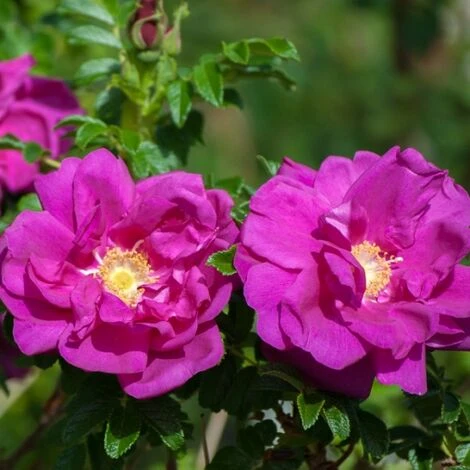 Dark Foxy 3 Dark Foxy