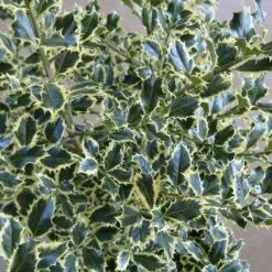 Agrifoglio Variegato "Ilex Aquifolium Argentea Marginata" Pungitopo Pianta In Vaso Biodegradabile -Negozio Piante artificiali economico 44191307 4