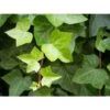 Edera Comune "Hedera Helix" 3 Piante Rampicanti In Vaso H. 60/80 Cm Con Canna -Negozio Piante artificiali economico 46714824 1