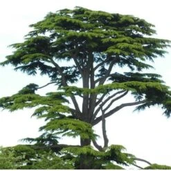 Cedro Del Libano "Cedrus Libani" Pianta In Vaso 13 Cm