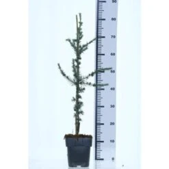 Cedro Del Libano "Cedrus Libani" Pianta In Vaso 13 Cm -Negozio Piante artificiali economico 47297078 3