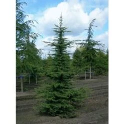 Cedro Del Libano "Cedrus Libani" Pianta In Vaso 13 Cm -Negozio Piante artificiali economico 47297078 4