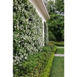 Gelsomino Falso "Rhyncospermum Jasminoides" Pianta In Vaso Da 2 Lt H. 100/150 Cm Con Canna -Negozio Piante artificiali economico 49284212 3