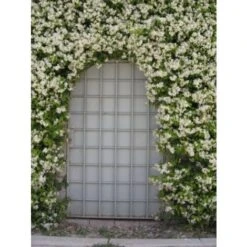 Gelsomino Falso "Rhyncospermum Jasminoides" Pianta In Vaso Da 2 Lt H. 100/150 Cm Con Canna -Negozio Piante artificiali economico 49284212 4