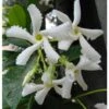 Gelsomino Falso "Rhyncospermum Jasminoides" Pianta In Vaso H. 40/60 Cm Con Canna -Negozio Piante artificiali economico 49284216 1