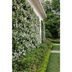 Gelsomino Falso "Rhyncospermum Jasminoides" Pianta In Vaso H. 40/60 Cm Con Canna -Negozio Piante artificiali economico 49284216 4