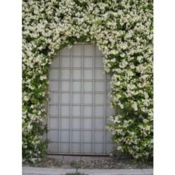 Gelsomino Falso "Rhyncospermum Jasminoides" Pianta In Vaso H. 40/60 Cm Con Canna -Negozio Piante artificiali economico 49284216 5