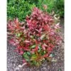 Photinia X Fraseri "Red Robin Compacta" Pianta Da Siepe Fotinia Compatta H. 20/40 Cm -Negozio Piante artificiali economico 50249808 1