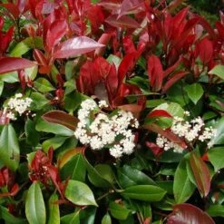 Photinia X Fraseri "Red Robin Compacta" Pianta Da Siepe Fotinia Compatta H. 20/40 Cm -Negozio Piante artificiali economico 50249808 3
