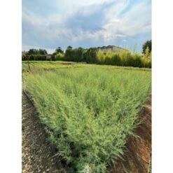 Tamarice Comune "Tamarix Gallica" Tamarisco Cipressina Pianta In Vaso 9 Cm -Negozio Piante artificiali economico 51393305 3