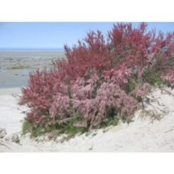 Tamarice Comune "Tamarix Gallica" Tamarisco Cipressina Pianta In Vaso 9 Cm -Negozio Piante artificiali economico 51393305 4