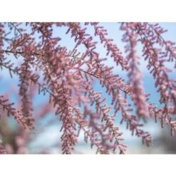 Tamarice Comune "Tamarix Gallica" Tamarisco Cipressina Pianta In Vaso 9 Cm -Negozio Piante artificiali economico 51393305 5