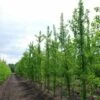 Ginkgo Biloba "Tremonia" -Negozio Piante artificiali economico 52702755 1