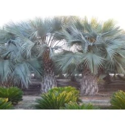 Palma Blu Del Messico "Brahea Armata" In Mastello 55 Cm H. 160/180 Cm 8 Palma Blu Del Messico "Brahea Armata" In Mastello 55 Cm H. 160/180 Cm -Negozio Piante artificiali economico 52882312 3