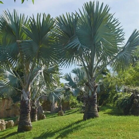 Palma Blu Del Messico "Brahea Armata" In Mastello 55 Cm H. 160/180 Cm 6 Palma Blu Del Messico "Brahea Armata" In Mastello 55 Cm H. 160/180 Cm - immagine 4