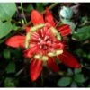 Passiflora Coccinea Pianta Rampicante In Vaso 9 Cm -Negozio Piante artificiali economico 53076559 1
