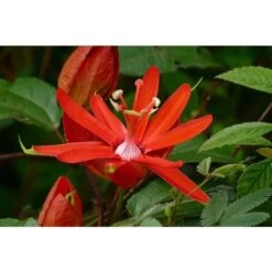 Passiflora Coccinea Pianta Rampicante In Vaso 9 Cm -Negozio Piante artificiali economico 53076559 3