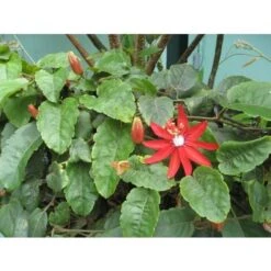 Passiflora Coccinea Pianta Rampicante In Vaso 9 Cm -Negozio Piante artificiali economico 53076559 4