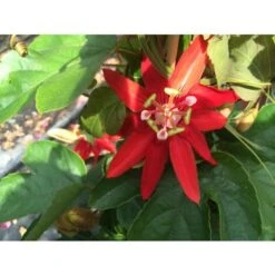 Passiflora Coccinea Pianta Rampicante In Vaso 9 Cm -Negozio Piante artificiali economico 53076559 5