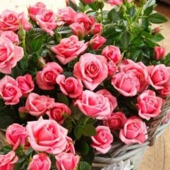 Rosa Rosa Tea Paesaggistica Pianta Di Rose In Vaso 16 Cm -Negozio Piante artificiali economico 53238091 3