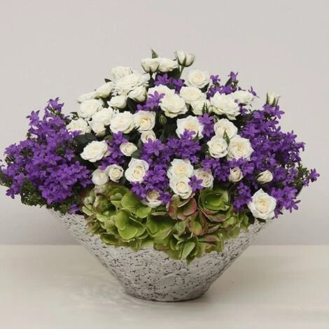 Rosa Bianca Tea Paesaggistica Pianta Di Rose In Vaso 16 Cm 4 Rosa Bianca Tea Paesaggistica Pianta Di Rose In Vaso 16 Cm - immagine 2