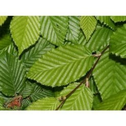 Carpino Bianco "Carpinus Betulus" Pianta Da Siepe In Vaso H. 80/100 Cm -Negozio Piante artificiali economico 53541805 3