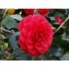 1 PIANTA DI CAMELIA JAPONICA ROSSA VASO 17CM -Negozio Piante artificiali economico 53628145 1