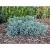 Ginepro Squamoso "Juniperus Squamata Blue Star" Pianta In Vaso 14 Cm -Negozio Piante artificiali economico 53920841 1