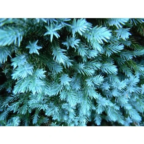 Ginepro Squamoso "Juniperus Squamata Blue Star" Pianta In Vaso 14 Cm 4 Ginepro Squamoso "Juniperus Squamata Blue Star" Pianta In Vaso 14 Cm - immagine 2