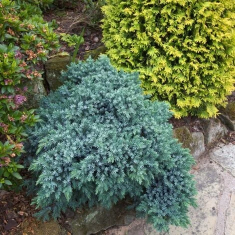 Ginepro Squamoso "Juniperus Squamata Blue Star" Pianta In Vaso 14 Cm 5 Ginepro Squamoso "Juniperus Squamata Blue Star" Pianta In Vaso 14 Cm - immagine 3