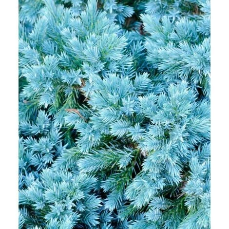 Ginepro Squamoso "Juniperus Squamata Blue Star" Pianta In Vaso 14 Cm 7 Ginepro Squamoso "Juniperus Squamata Blue Star" Pianta In Vaso 14 Cm - immagine 5