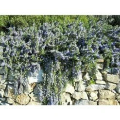 1 PIANTA DI ROSMARINO STRICIANTE PROSTRATUM IN VASO 19CM Aromatiche Orto Giardino