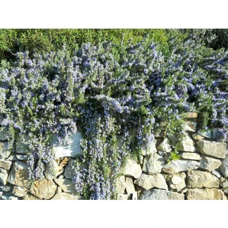 1 PIANTA DI ROSMARINO STRICIANTE PROSTRATUM IN VASO 19CM Aromatiche Orto Giardino 3 1 PIANTA DI ROSMARINO STRICIANTE PROSTRATUM IN VASO 19CM Aromatiche Orto Giardino