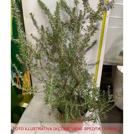 1 PIANTA DI ROSMARINO STRICIANTE PROSTRATUM IN VASO 19CM Aromatiche Orto Giardino 4 1 PIANTA DI ROSMARINO STRICIANTE PROSTRATUM IN VASO 19CM Aromatiche Orto Giardino - immagine 2
