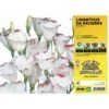 Lisianthus Da Recidere - 4 Piante - Orto Mio 2 Lisianthus Da Recidere - 4 Piante - Orto Mio -Negozio Piante artificiali economico 54893387 1
