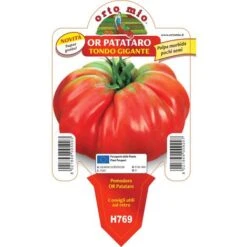 3 PIANTE IN VASO Ø10CM DI POMODORO GIGANTE OR PATATARO ORTO ORTOMIO