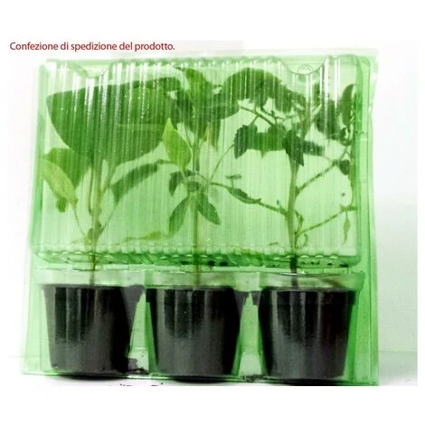 3 PIANTE IN VASO Ø10CM DI POMODORO GIGANTE OR PATATARO ORTO ORTOMIO 4 3 PIANTE IN VASO Ø10CM DI POMODORO GIGANTE OR PATATARO ORTO ORTOMIO - immagine 2